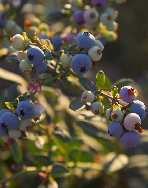 Deep asset specialisation