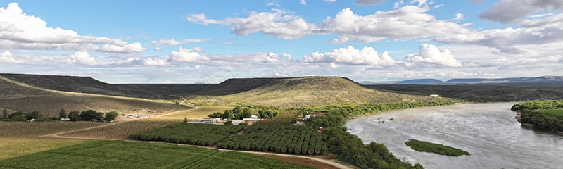Pistachios: a proven opportunity for South African farmers