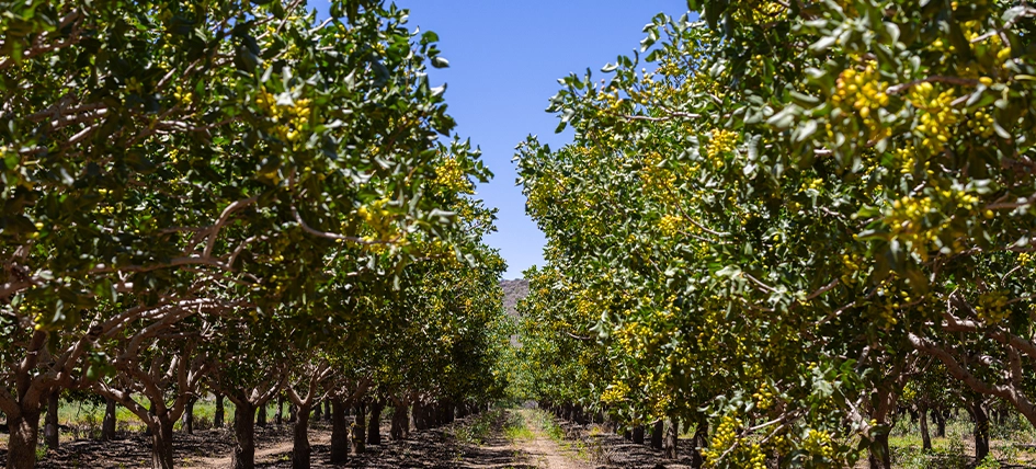 South Africa targets multibillion-rand pistachio industry