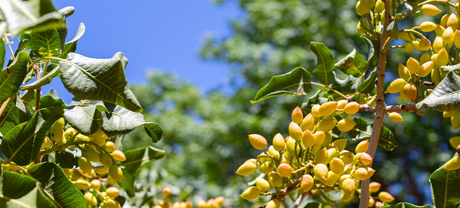 From the Karoo to the world – South Africa’s pistachio dream